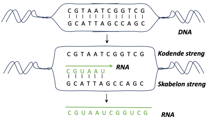 Illustration vejen fra DNA til protein