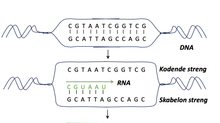 Illustration vejen fra DNA til protein