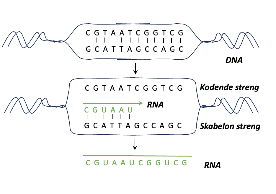 Figur: Transskription af DNA til RNA vha. kodende- og skabelonstreng